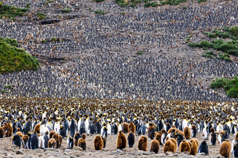 King penguin colony