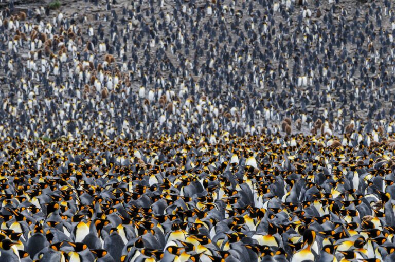 King penguin colony