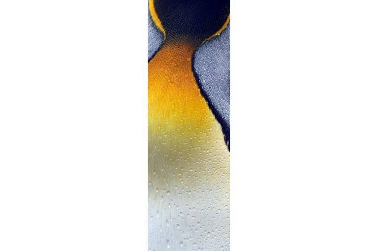 Detail of a king penguin with raindrops.