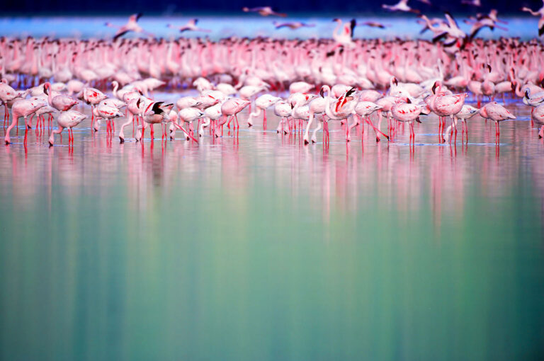 Een groep flamingo's in Lake Nakuru National Park