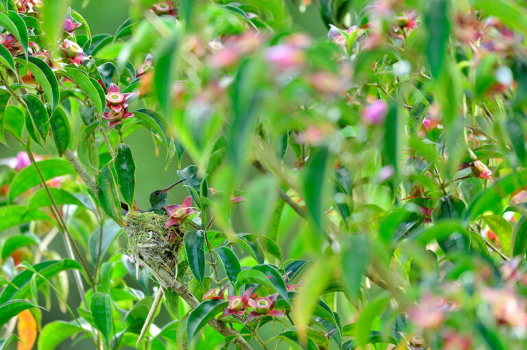 Kolibrie op nest in bloemenrijk struikje