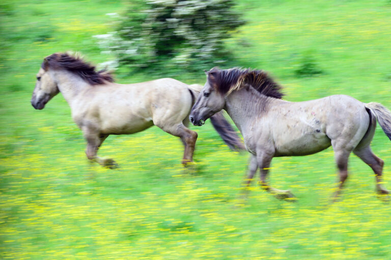 Running konik horses in meadow with grass and buttercups