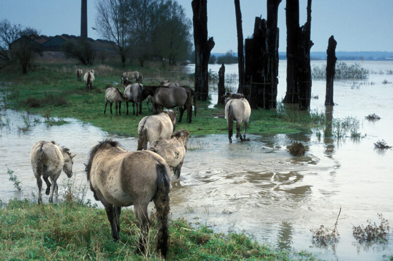 Konik paarden steken bij hoog water een geul over