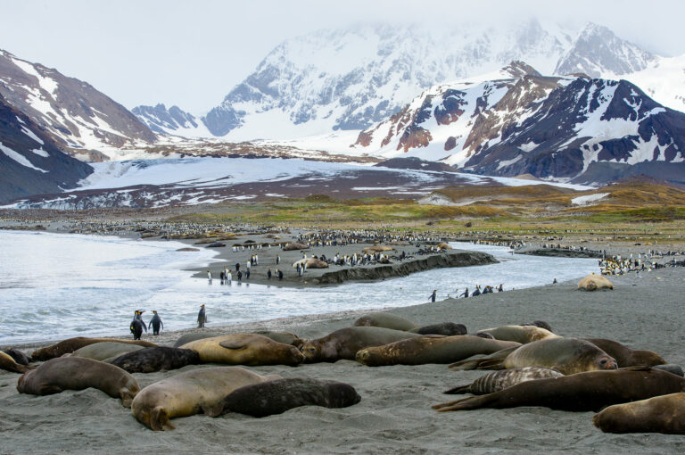 Koningspinguïns en zeeolifanten in Saint Andrews Bay, South Georgia