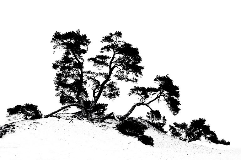 Creative impression of a pine tree during a workshop nature photography on the Kootwijkerzand.