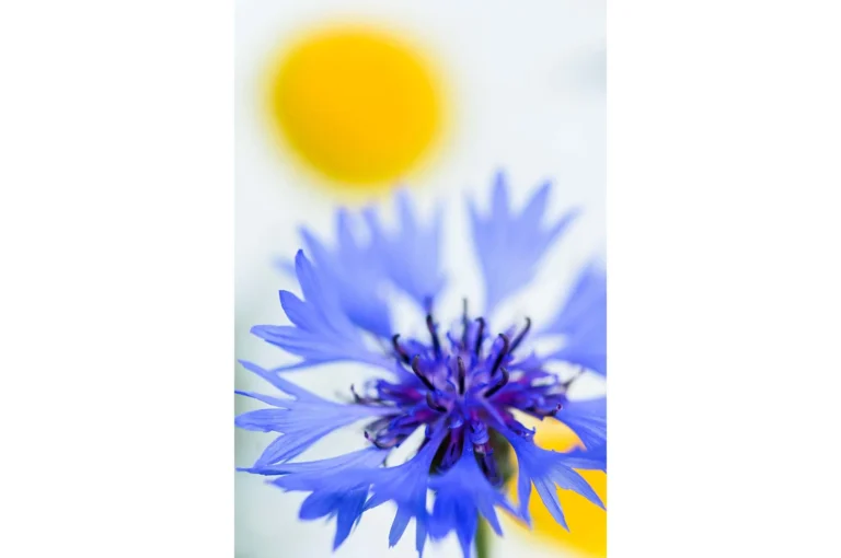 Close up van korenbloem met margrieten.