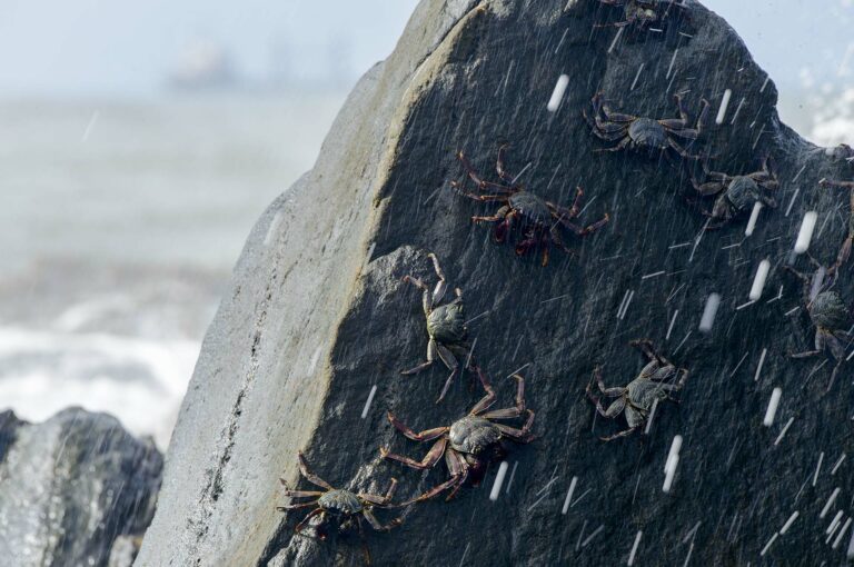 Krabben op rots en water daaroverheen spattend