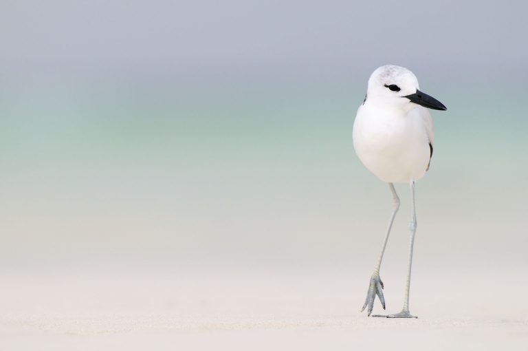 Krabplevier op strand Aldabra