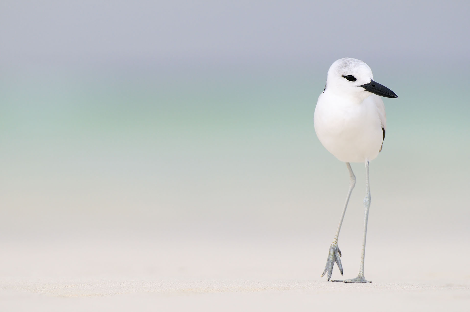 Krabplevier op strand Aldabra