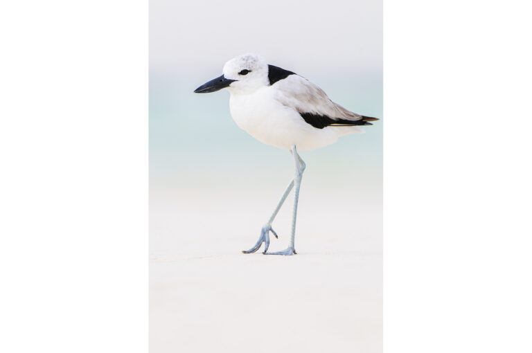 Krabplevier op strand rustend