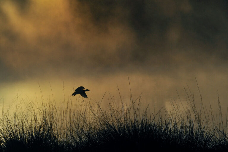 A duck flying above a fen in early morning fog