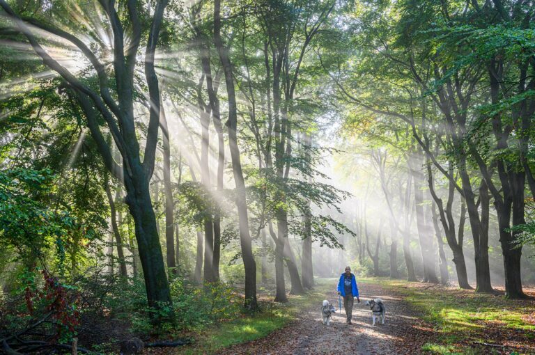 Sunrays in forest