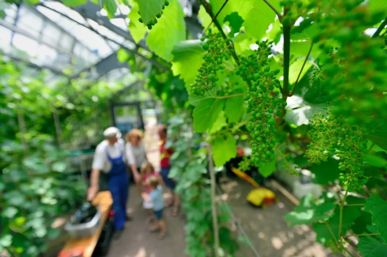 Bezoekers van Landgoed Oud Groevenbeek in plantenkas met druiven.