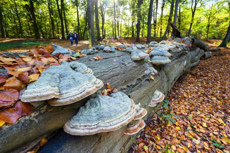 Paddenstoelen op een liggende boom en wandelaars.