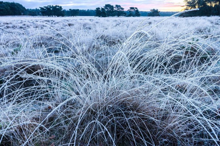 Purple moor grass with hoarfrost