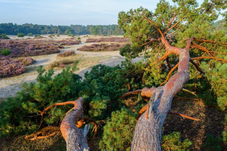 Takken van een grove den liggen op het stuifzand, omgeven door heide