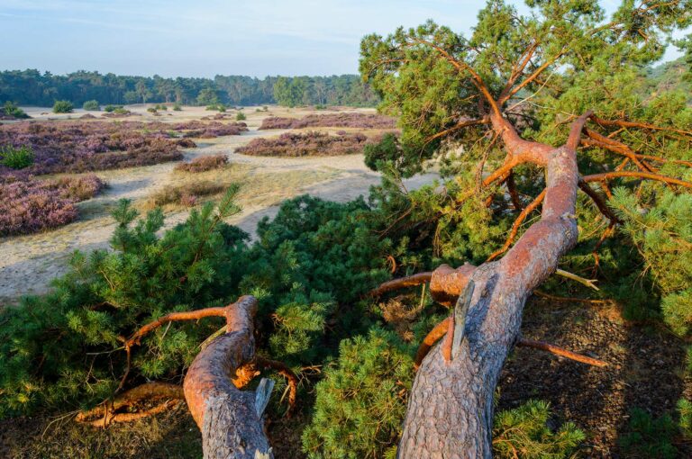 Dunes, shifting sands, heather and Scotch pines at sunrise on nature reserve Lange Duinen