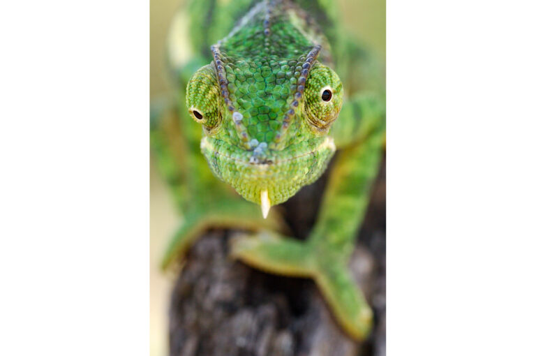 Close up portret van een kameleon