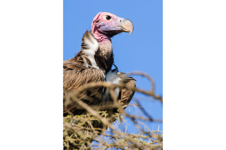 Close up portrait of a lappet-faced vulture on its nest
