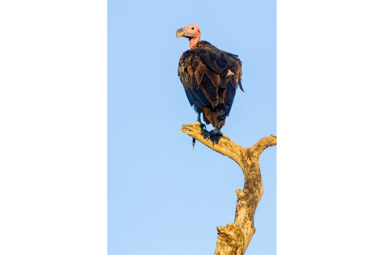 Lappet-faced vulture high up in a dead tree