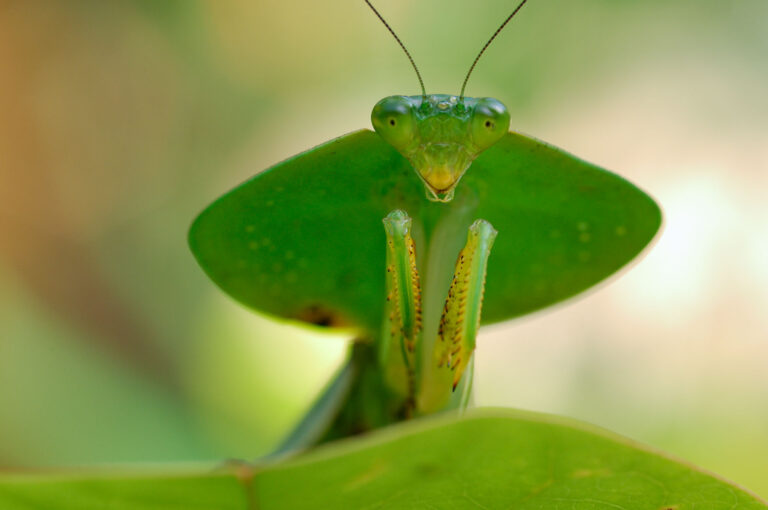 A leaf-mimicking mantis close up portrait