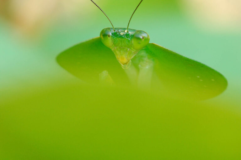 Leaf-mimicking mantis and leaf