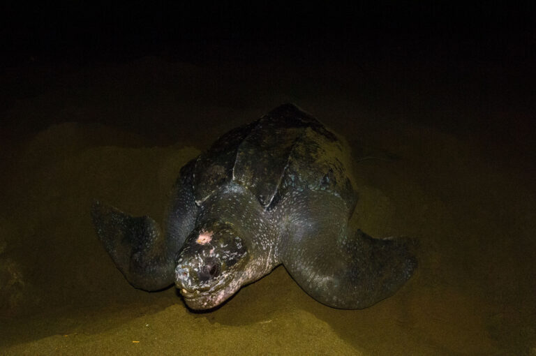 Lederschildpad op een strand eieren leggend.
