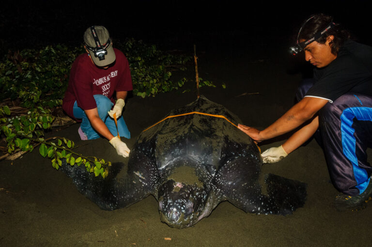 Twee natuurbeschermers meten een lederschildpad op het strand op.