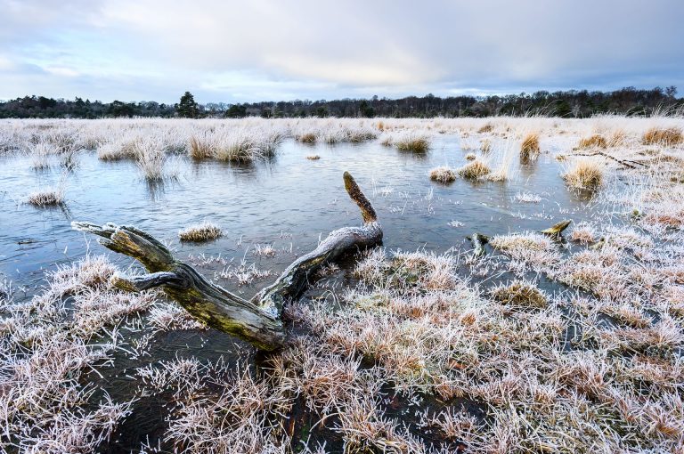 Hoarfrost on the Leersumse Veld