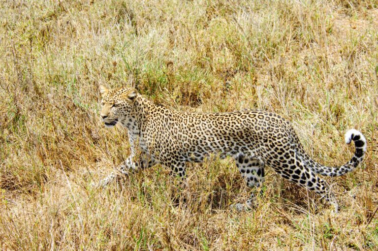 Leopard walking in grass, showing its camouflage pattern