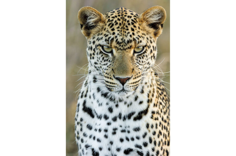 Portrait of a leopard