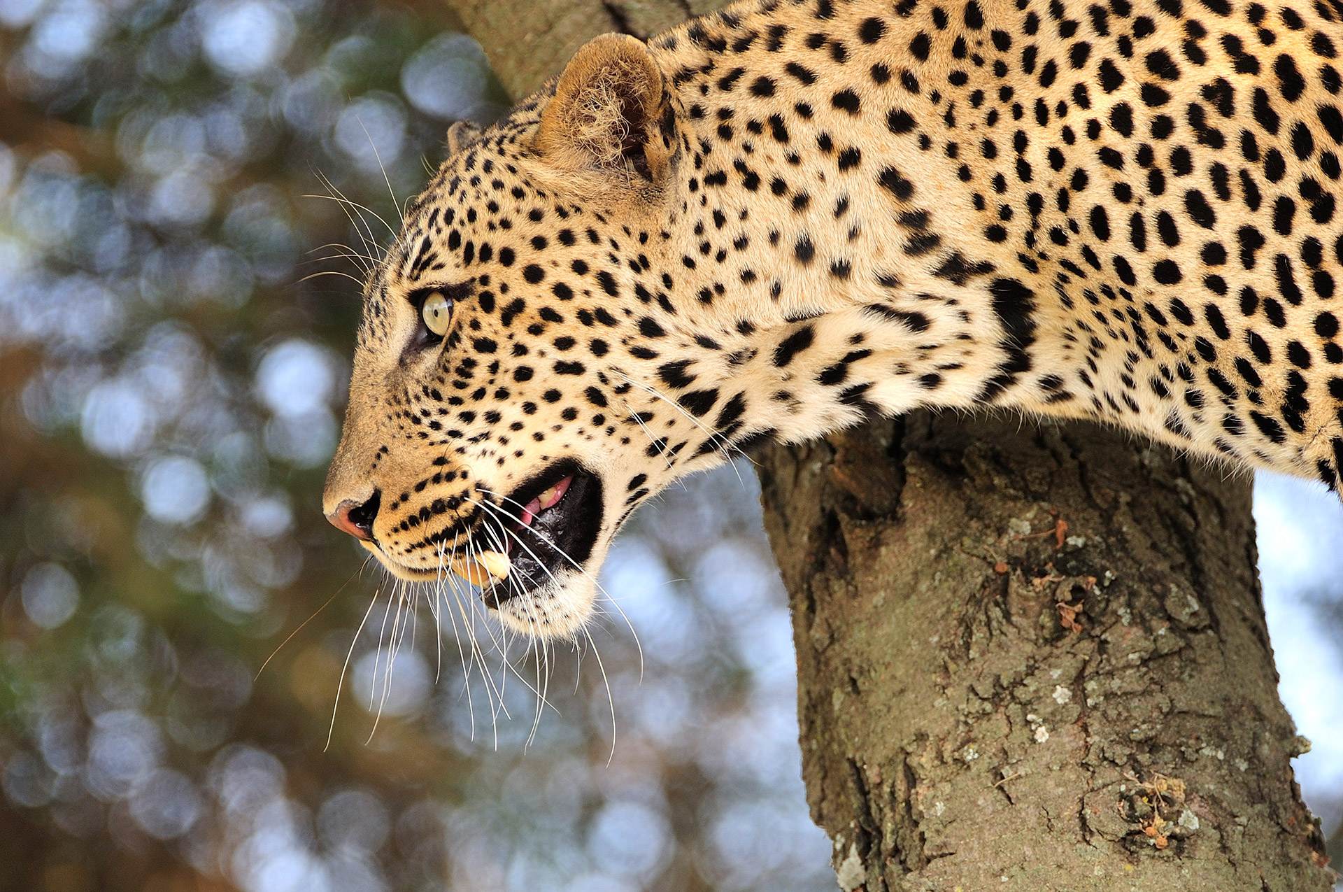 Leopard in tree