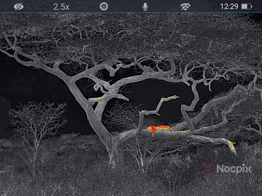 Leopard / luipaard Nocpix