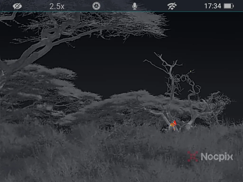 Leopard / luipaard Nocpix