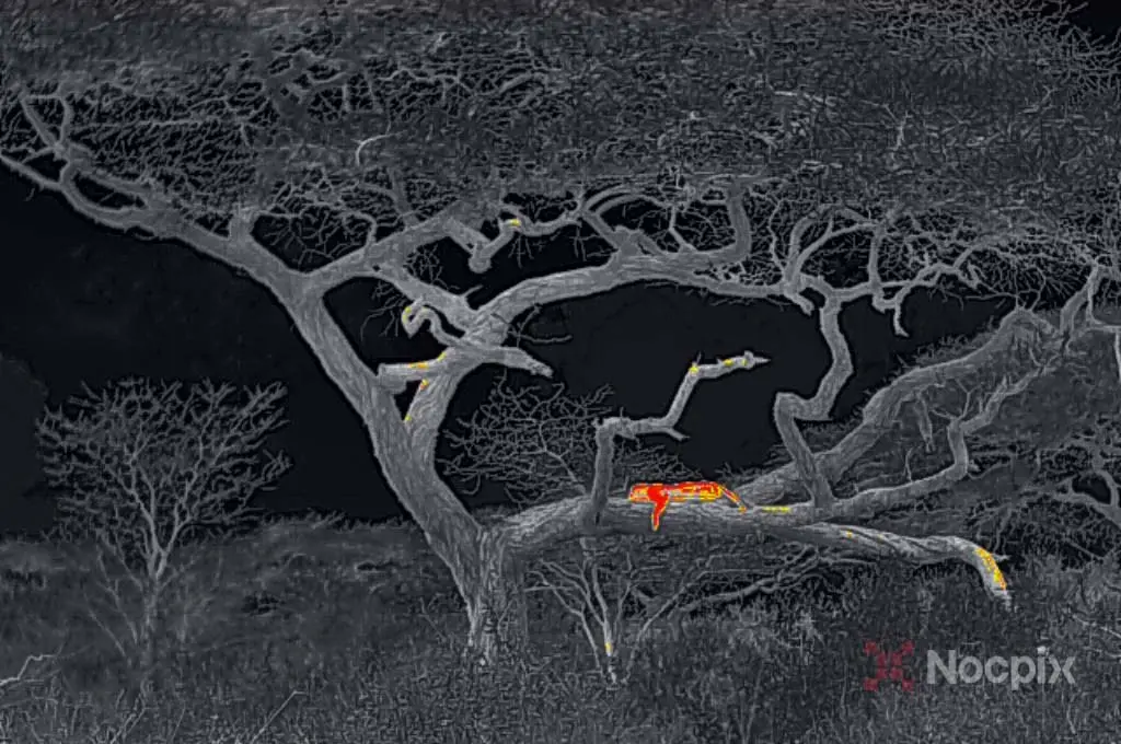 Leopard with Nocpix thermal scope.