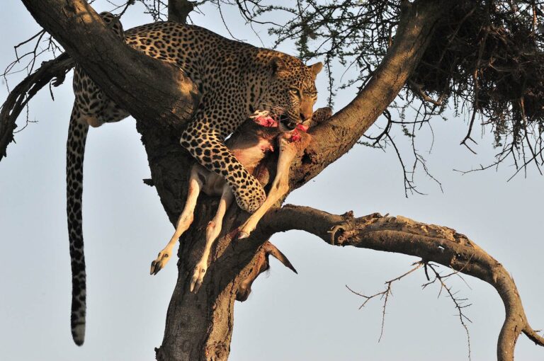 Leopard with wildebeest kill in tree