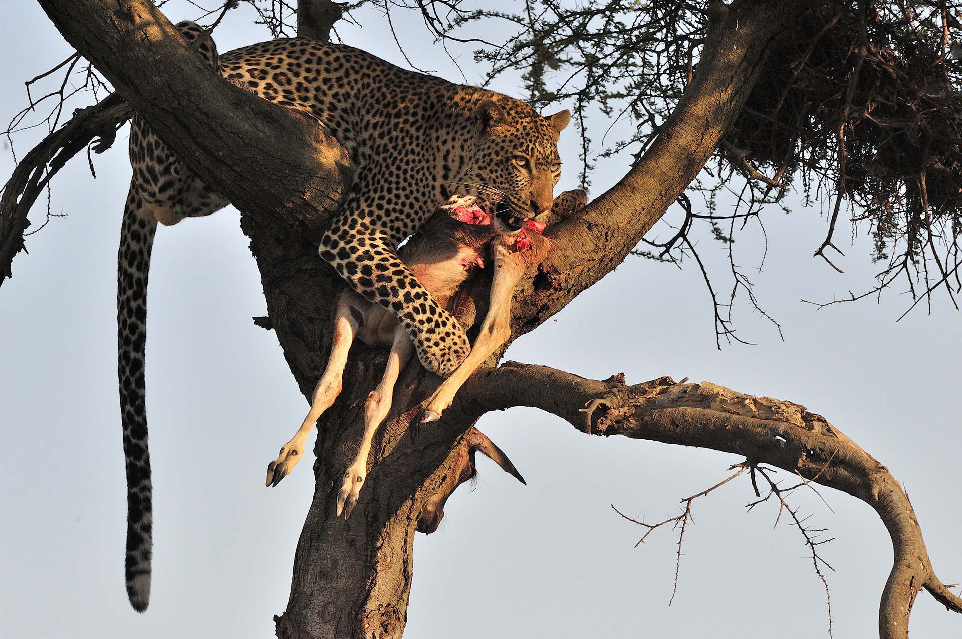 Leopard in tree with wildebeest calve kill.