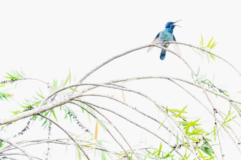 Hummingbird singing in tree