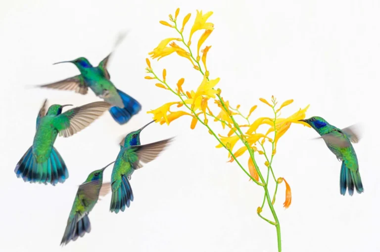 Hummingbirds around a flower