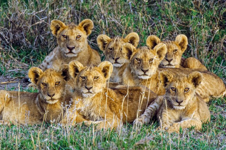 Group of seven lion cubs