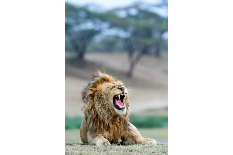 Male lion yawning