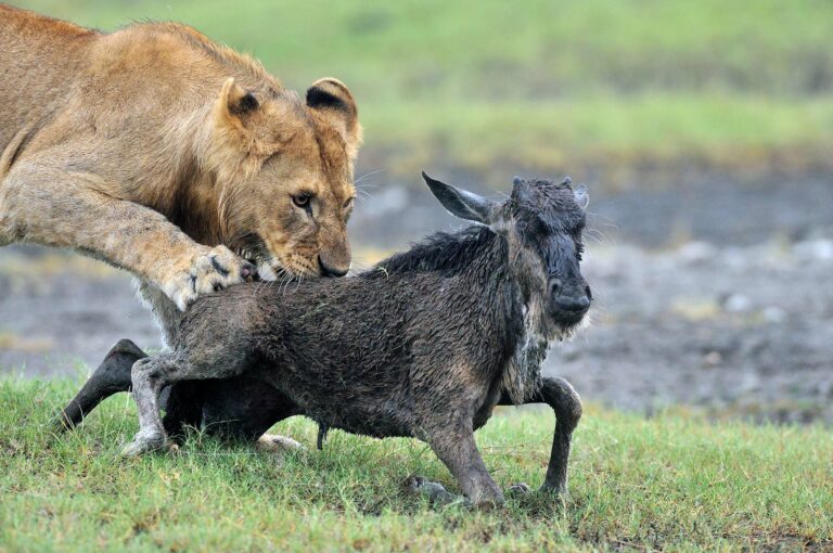 A young male lion grabs a wildebeest calf