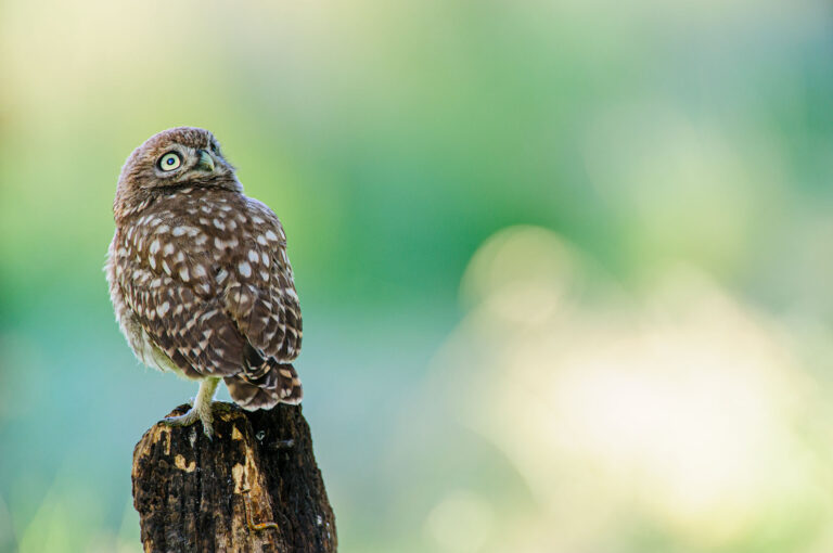 Young little owl