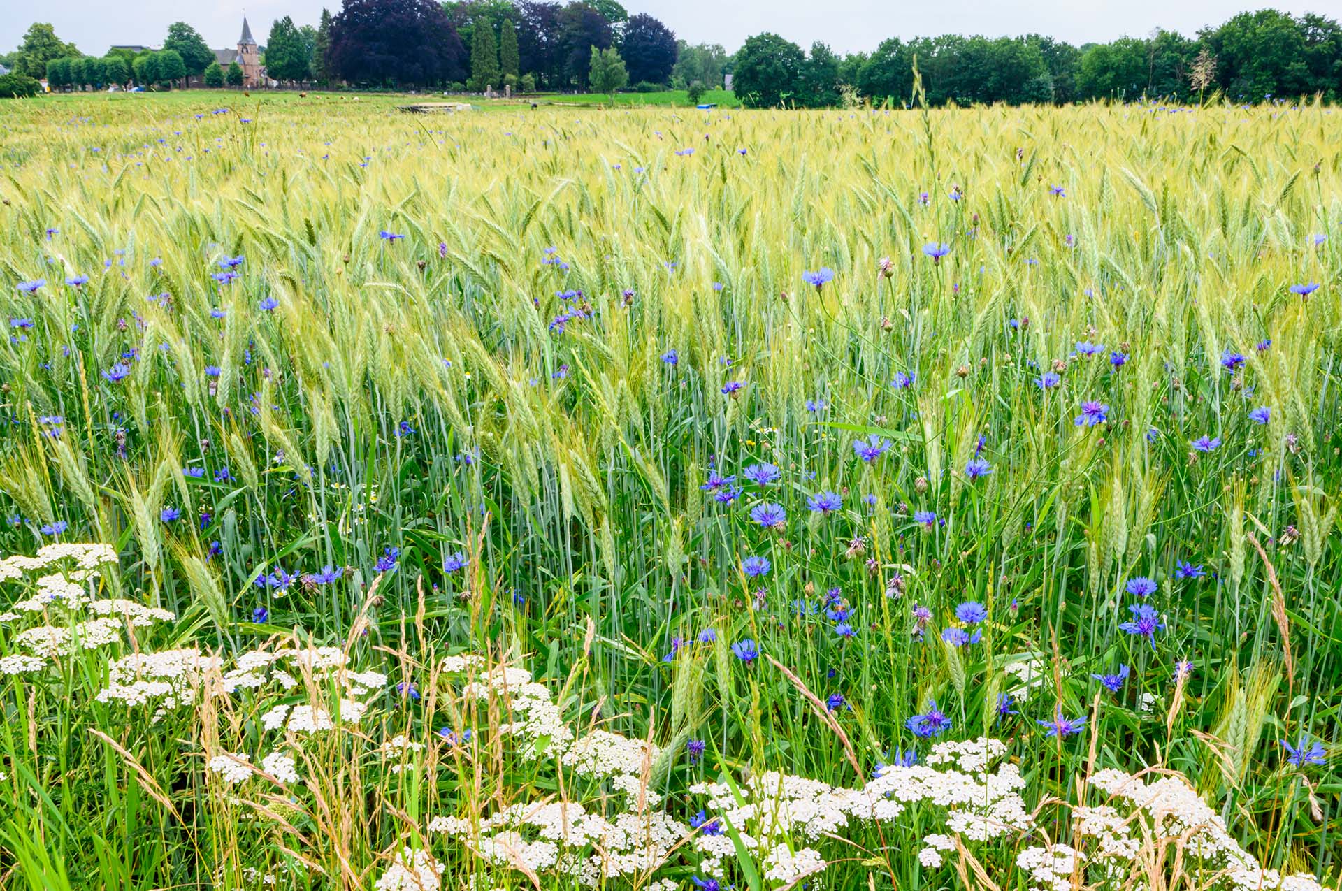 Loener Enk, wild flowers in farm filed.