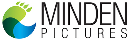 Logo van Minden Pictures