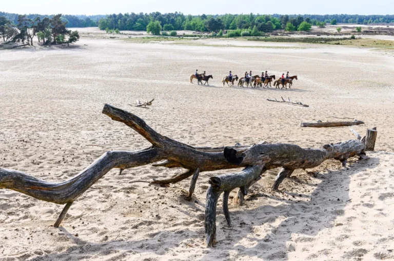 Paarden op stuifzand