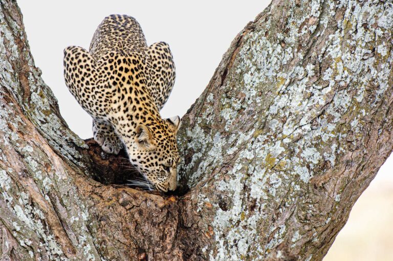 Een luipaard drinkt water uit een kommetje in een boom