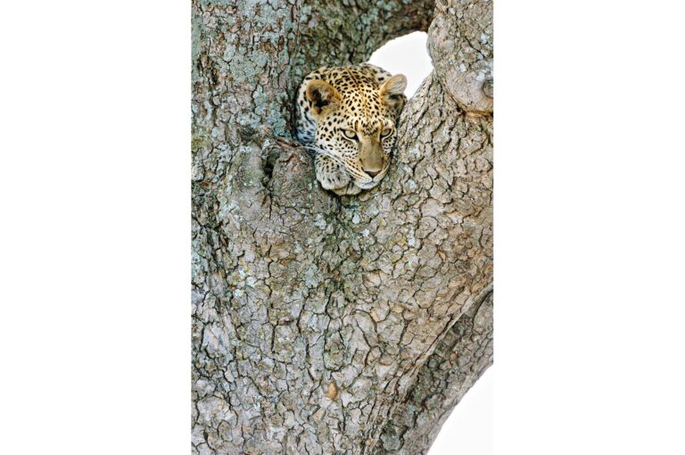 Luipaard liggend in boom, wakker