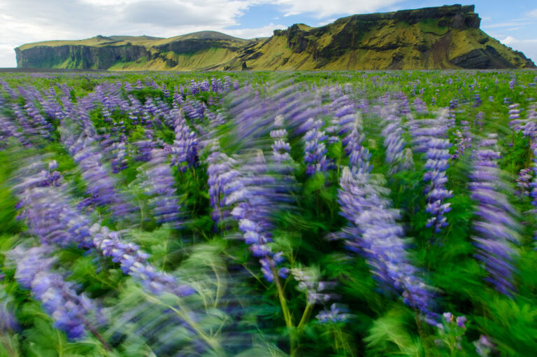 Lupine waait heen en weer, bewogen door lange sluitertijd