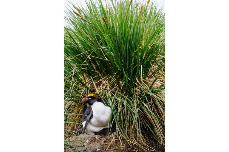 Macaroni penguin and chick on nest.